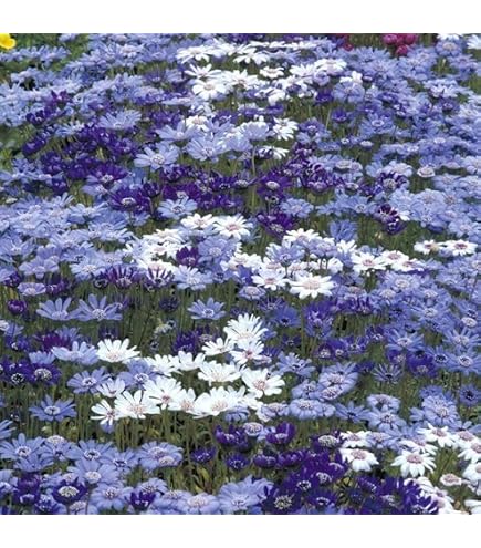 Amazon.co.jp: ヘメロカリスの苗 抜き苗 2株セット 宿根草 多年草 花苗